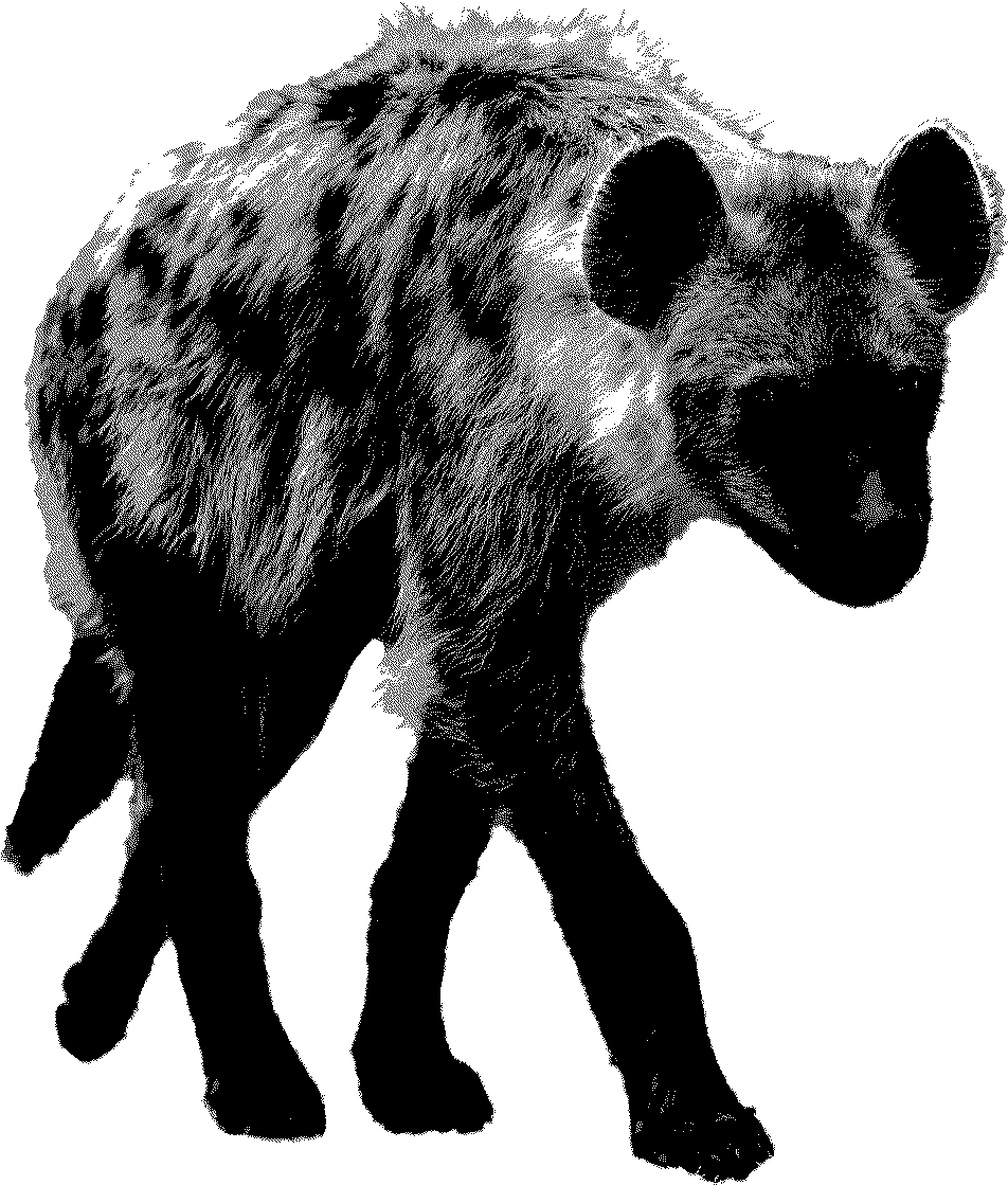 a hyena